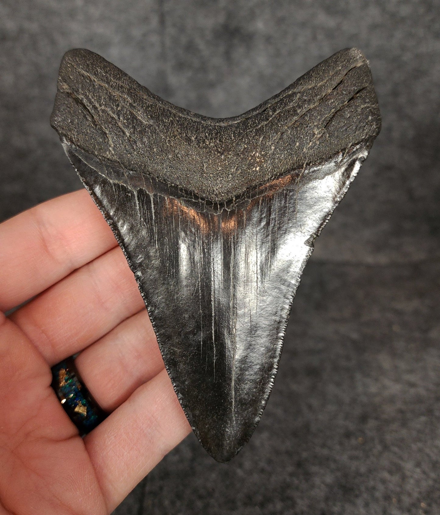 Authentic, 4.17" Fossil Megalodon Tooth - South Carolina - Fossil Driven