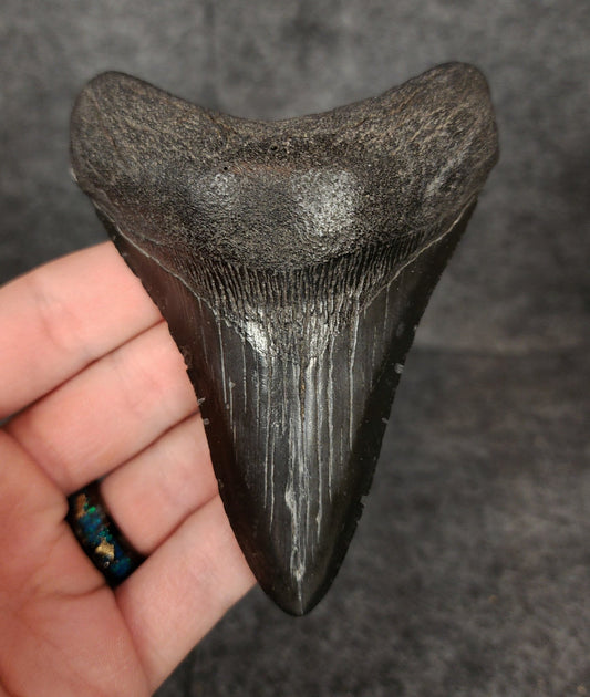 Authentic, 4.17" Fossil Megalodon Tooth - South Carolina - Fossil Driven