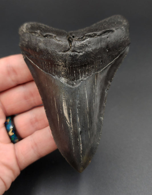 Authentic, 4.18" Fossil Megalodon Tooth - South Carolina - Fossil Driven