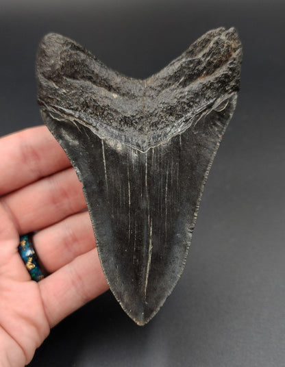 Authentic, 4.18" Fossil Megalodon Tooth - South Carolina - Fossil Driven