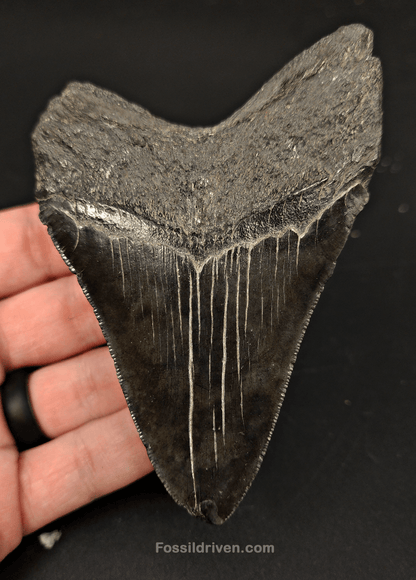 Authentic, 4.18" Fossil Megalodon Tooth - South Carolina - Fossil Driven