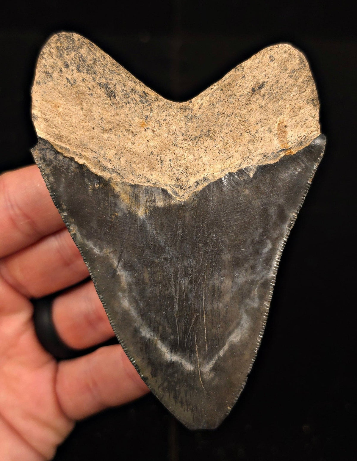Authentic, 4.19" Fossil Megalodon Tooth - Georgia - Fossil Driven