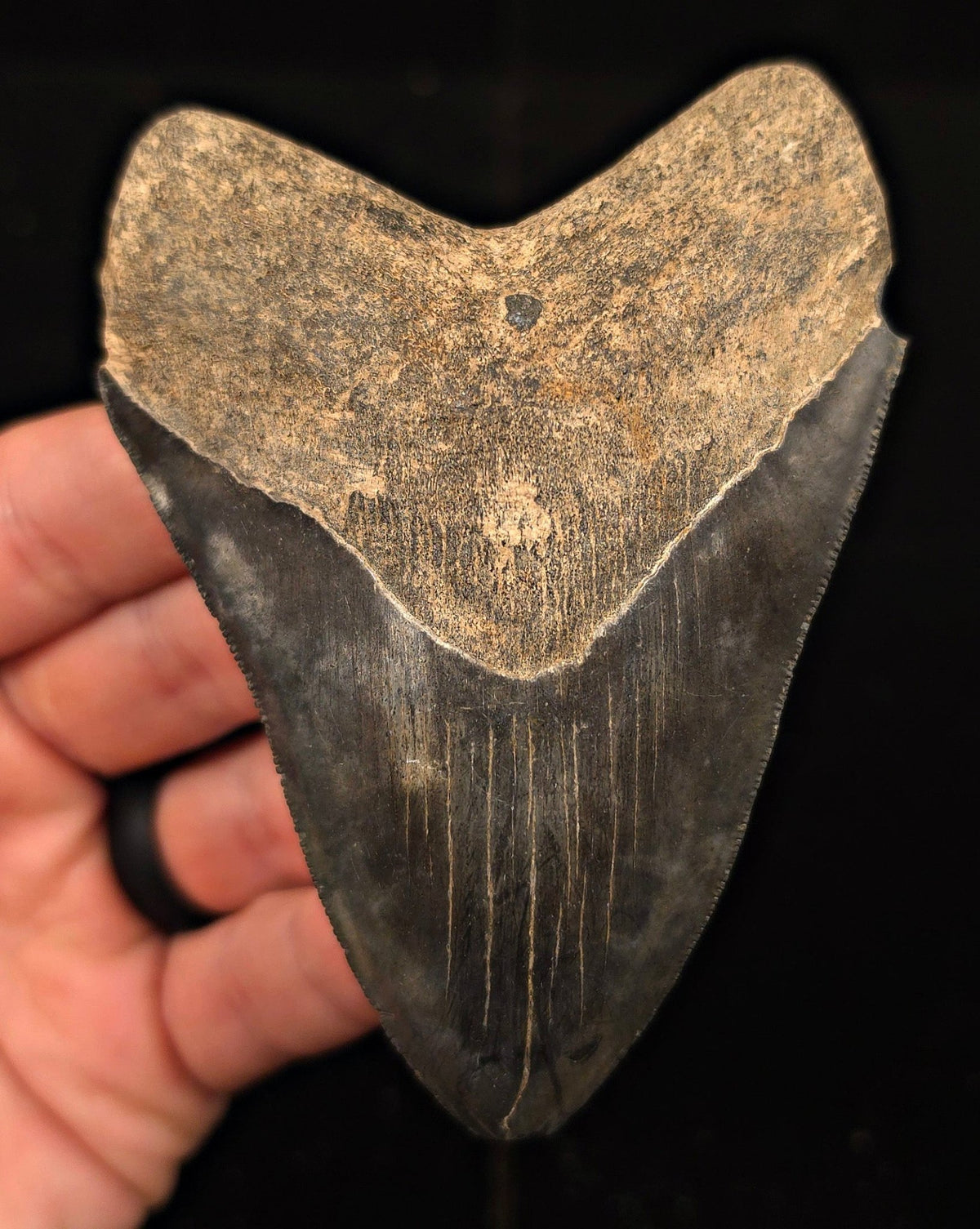 Authentic, 4.19" Fossil Megalodon Tooth - Georgia - Fossil Driven