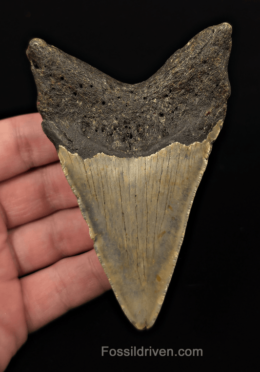 Authentic, 4.19" Fossil Megalodon Tooth - Meg Ledge, North Carolina - Fossil Driven
