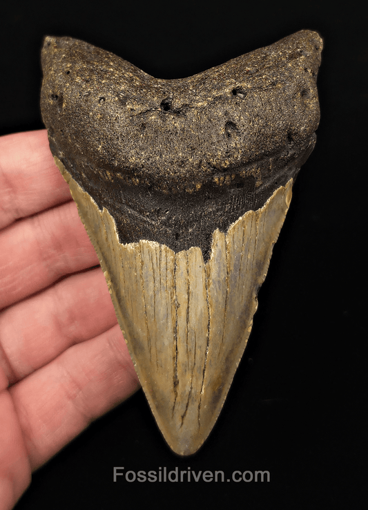 Authentic, 4.19" Fossil Megalodon Tooth - Meg Ledge, North Carolina - Fossil Driven
