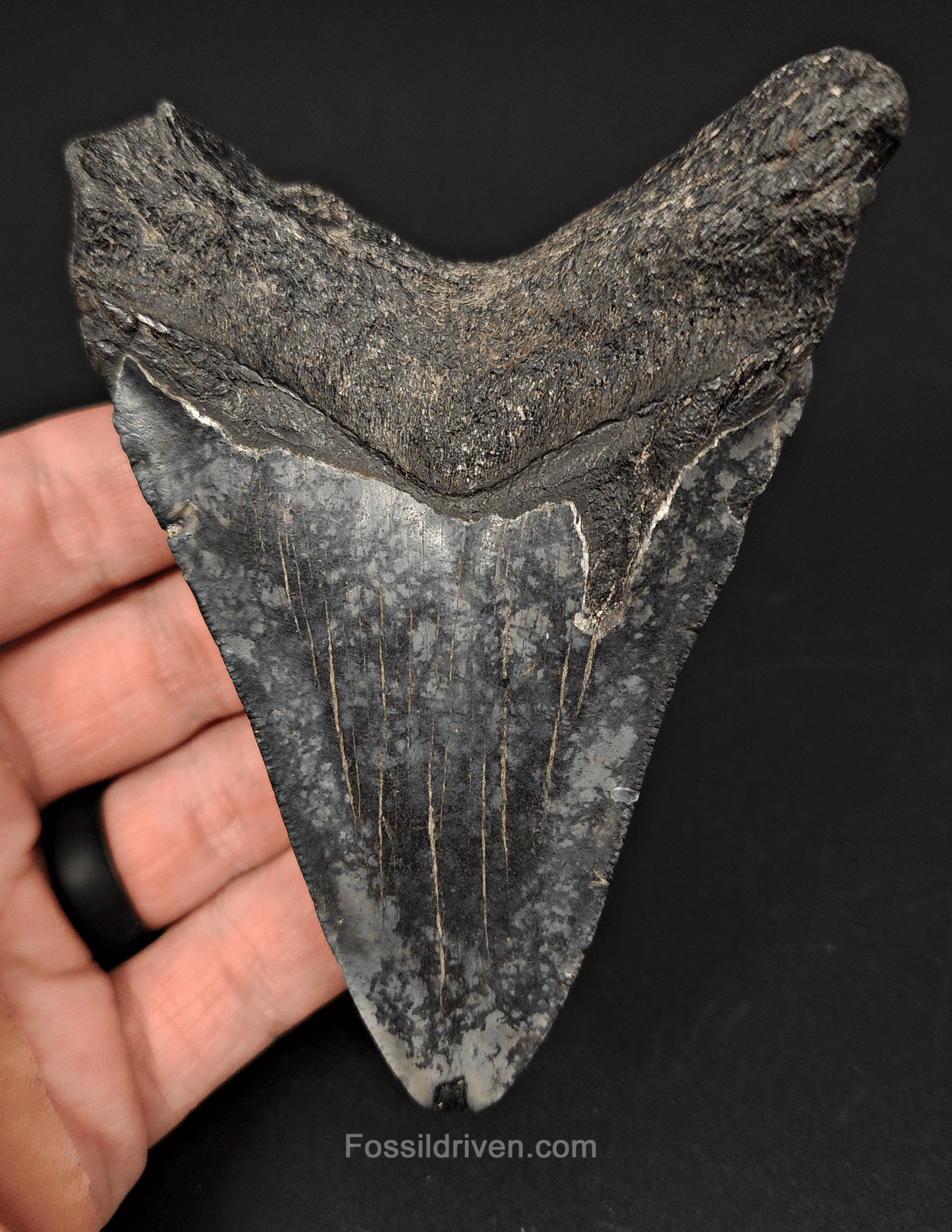 Authentic, 4.19" Fossil Megalodon Tooth - Venice, Florida - Fossil Driven