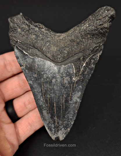 Authentic, 4.19" Fossil Megalodon Tooth - Venice, Florida - Fossil Driven