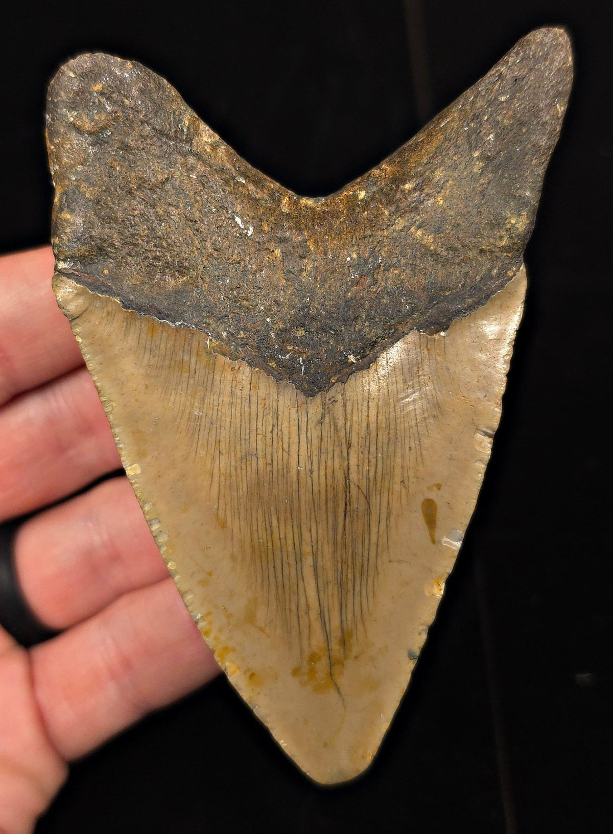 Authentic, 4.20" Fossil Megalodon Tooth - Meg Ledge, North Carolina - Fossil Driven