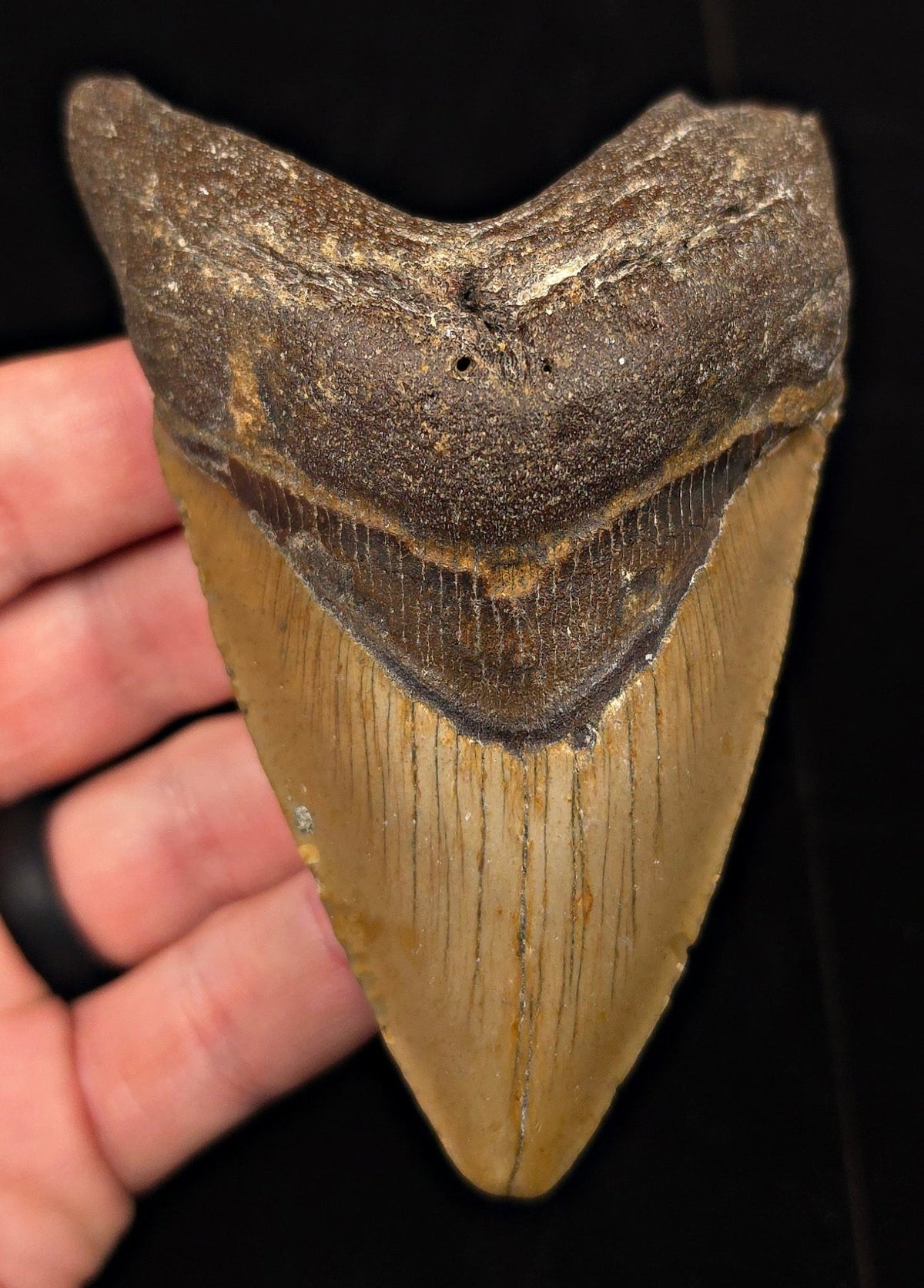 Authentic, 4.20" Fossil Megalodon Tooth - Meg Ledge, North Carolina - Fossil Driven