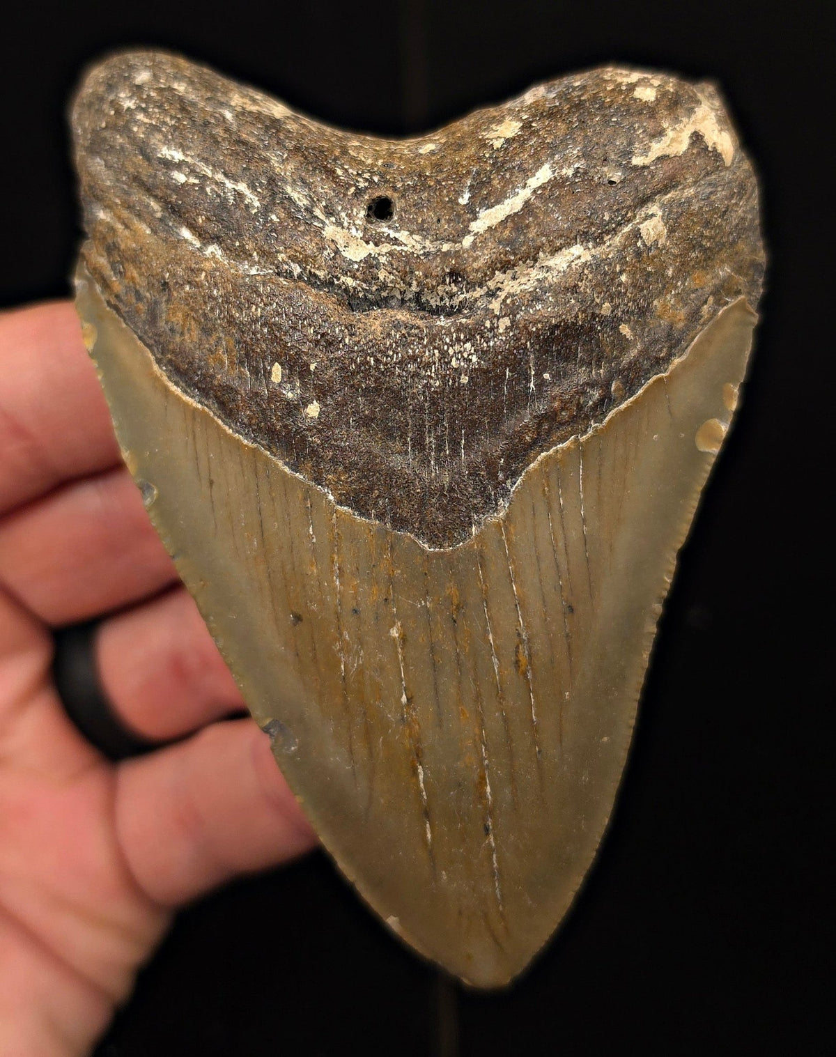 Authentic, 4.20" Fossil Megalodon Tooth - Meg Ledge, North Carolina - Fossil Driven