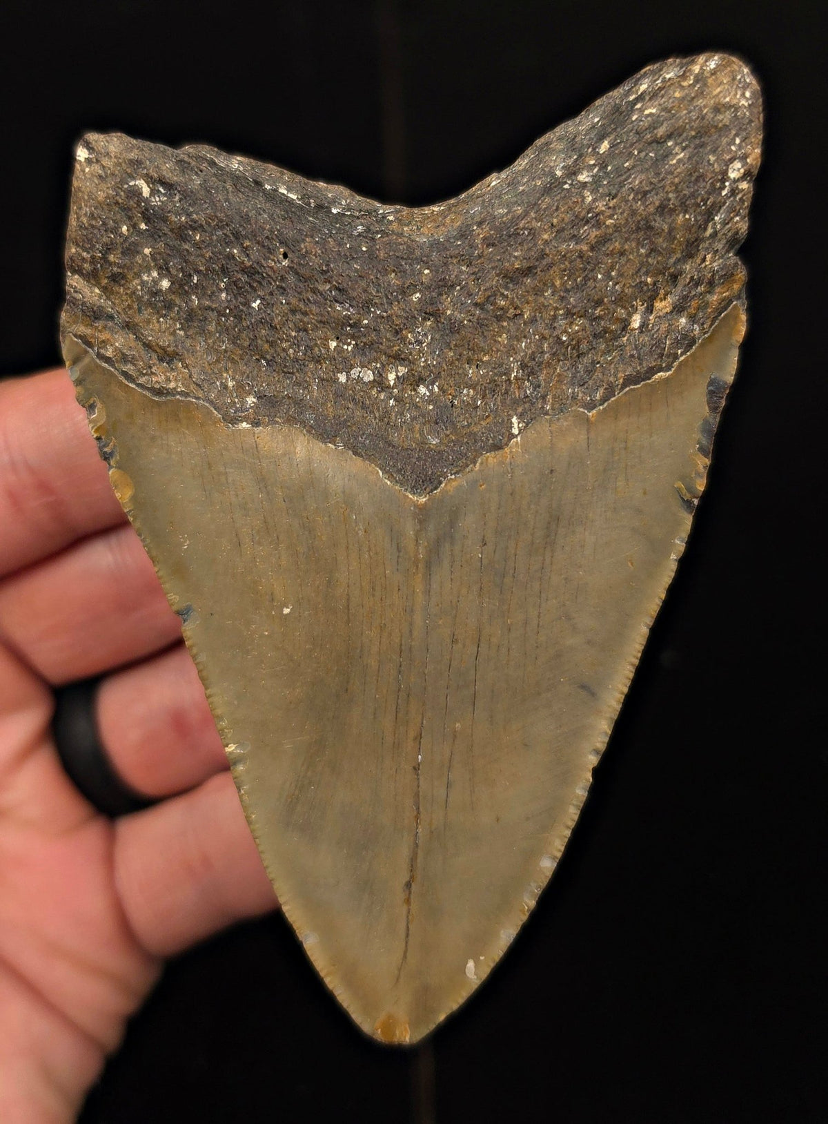 Authentic, 4.20" Fossil Megalodon Tooth - Meg Ledge, North Carolina - Fossil Driven