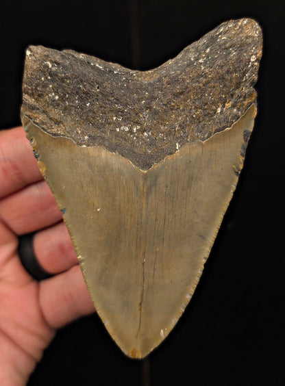 Authentic, 4.20" Fossil Megalodon Tooth - Meg Ledge, North Carolina - Fossil Driven