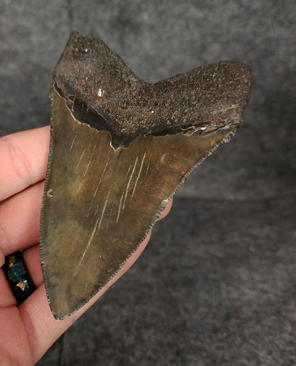 Authentic, 4.20" Fossil Megalodon Tooth - South Carolina - Fossil Driven