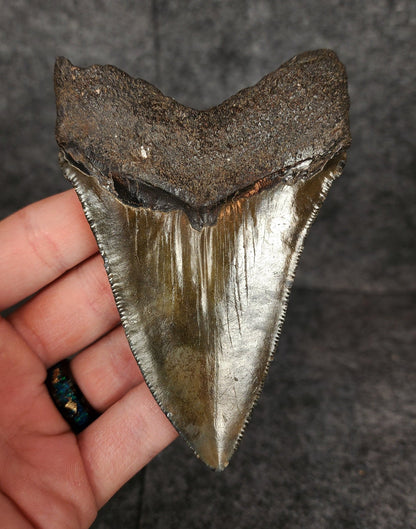 Authentic, 4.20" Fossil Megalodon Tooth - South Carolina - Fossil Driven