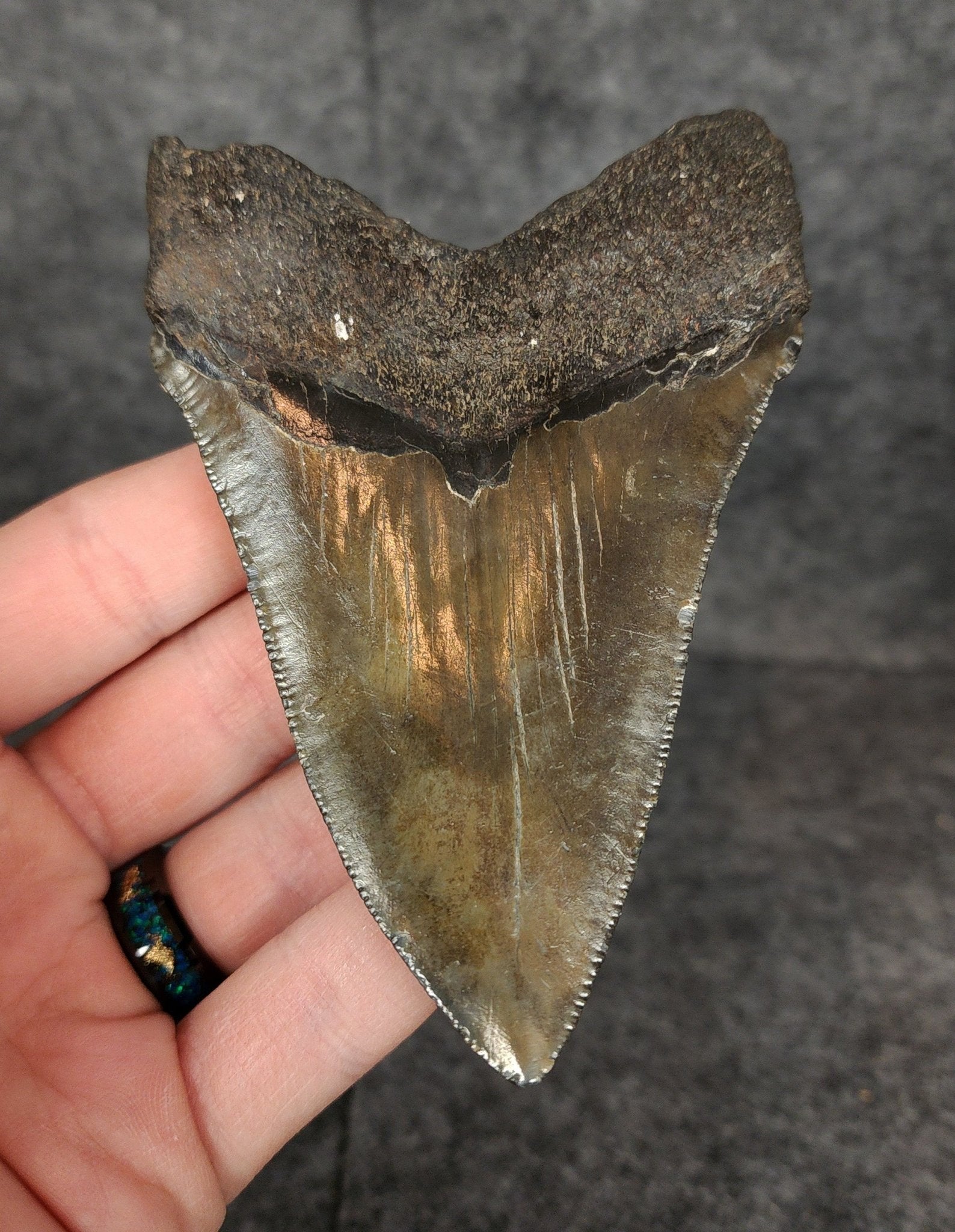 Authentic, 4.20" Fossil Megalodon Tooth - South Carolina - Fossil Driven