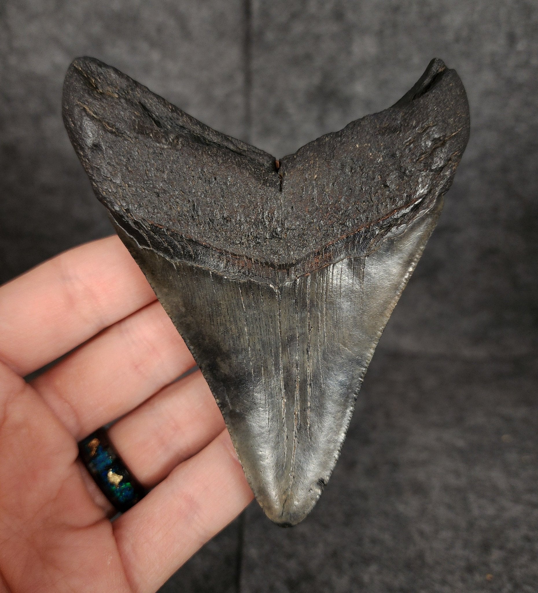 Authentic, 4.20" Fossil Megalodon Tooth - South Carolina - Fossil Driven