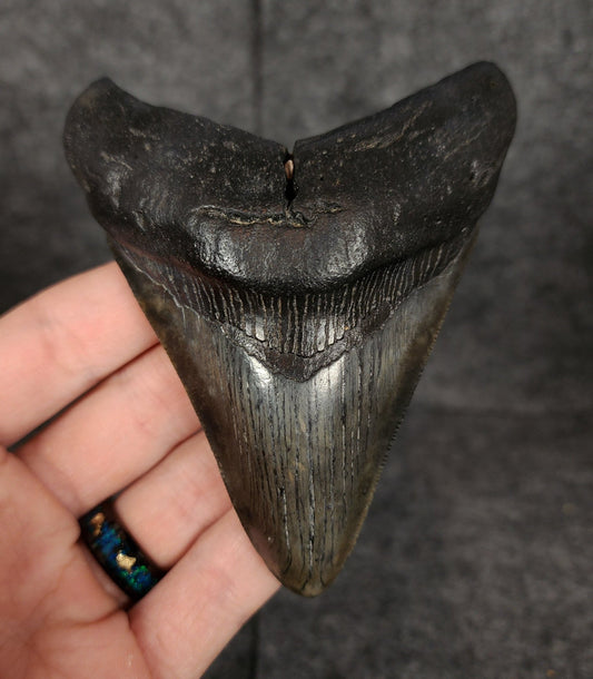 Authentic, 4.20" Fossil Megalodon Tooth - South Carolina - Fossil Driven
