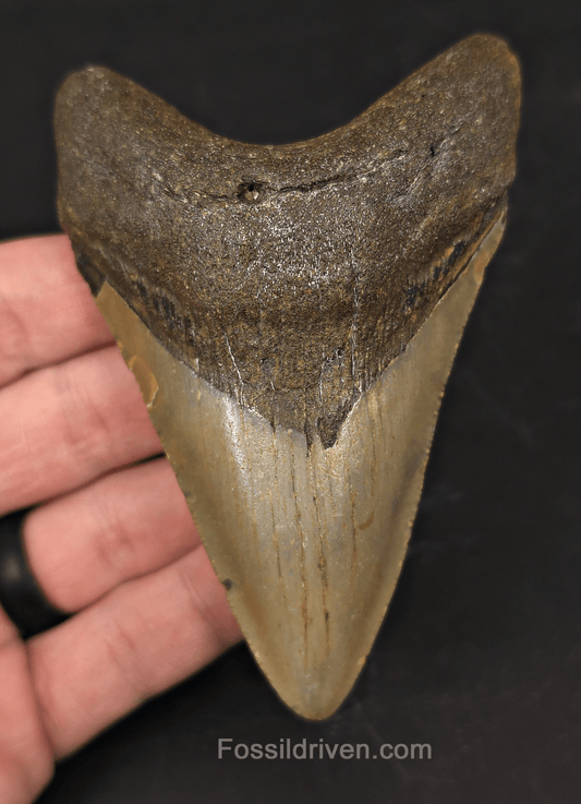 Authentic, 4.24" Fossil Megalodon Tooth - Meg Ledge, North Carolina - Fossil Driven
