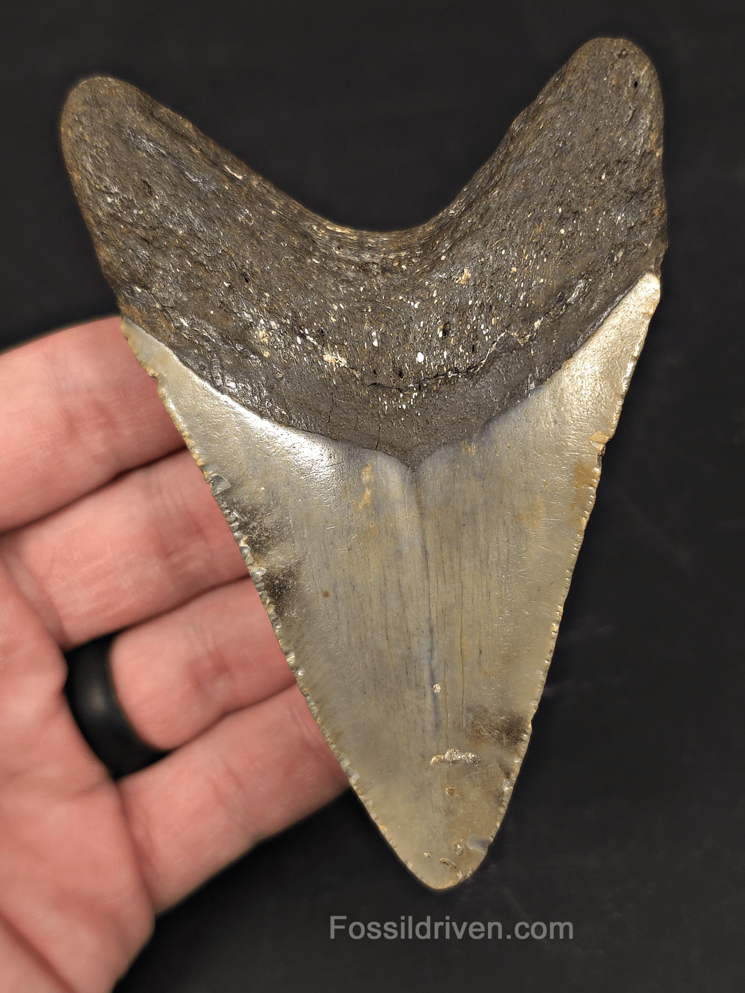 Authentic, 4.24" Fossil Megalodon Tooth - Meg Ledge, North Carolina - Fossil Driven