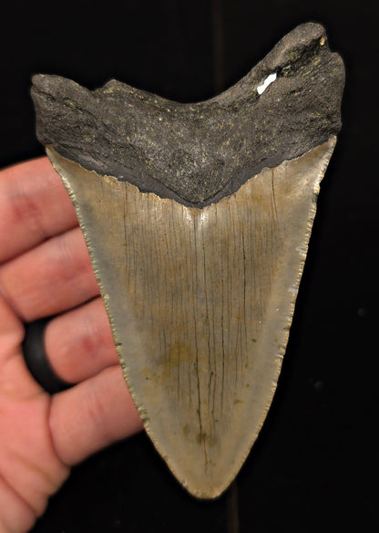 Authentic, 4.24" Fossil Megalodon Tooth - Meg Ledge, North Carolina - Fossil Driven
