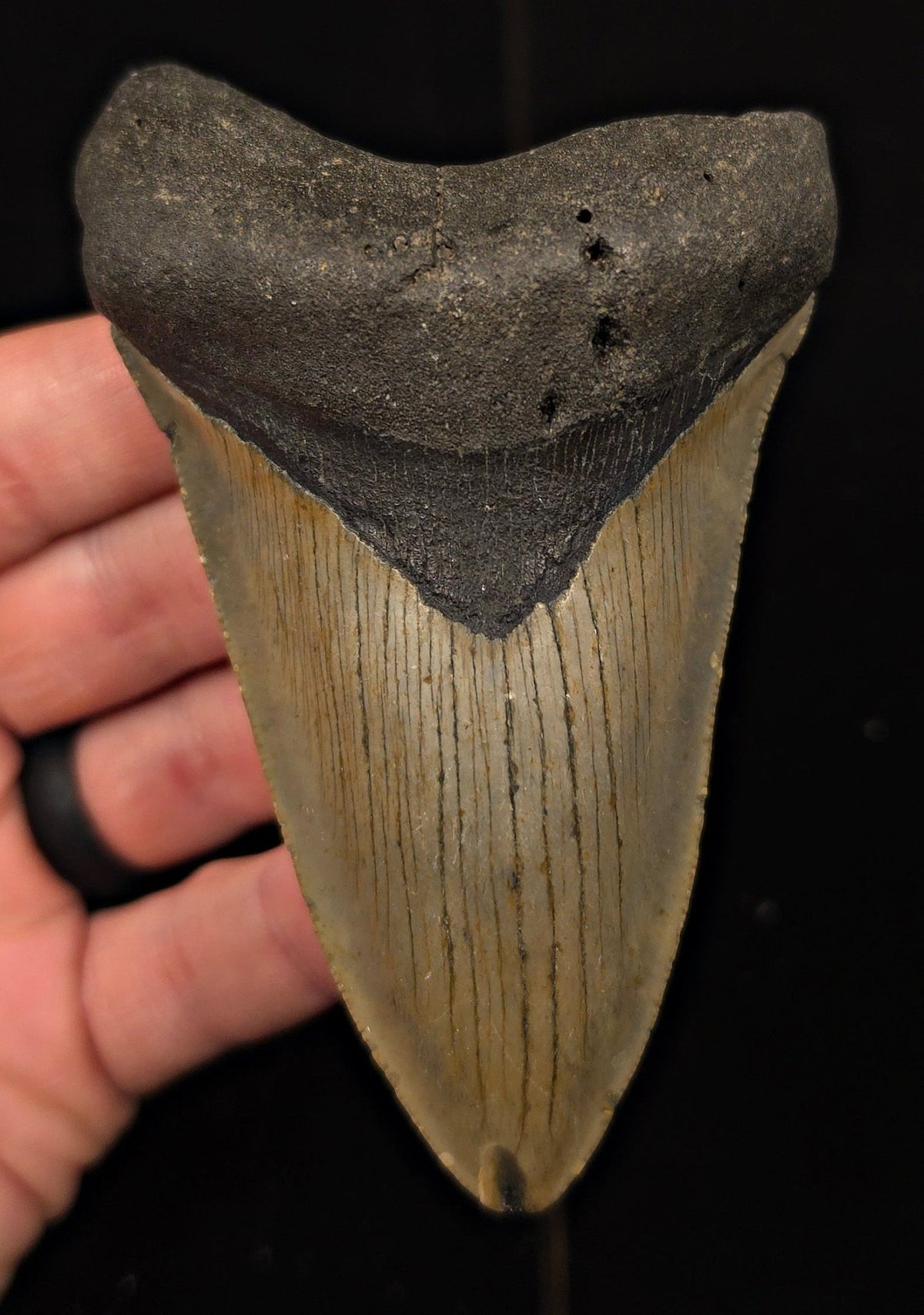 Authentic, 4.24" Fossil Megalodon Tooth - Meg Ledge, North Carolina - Fossil Driven