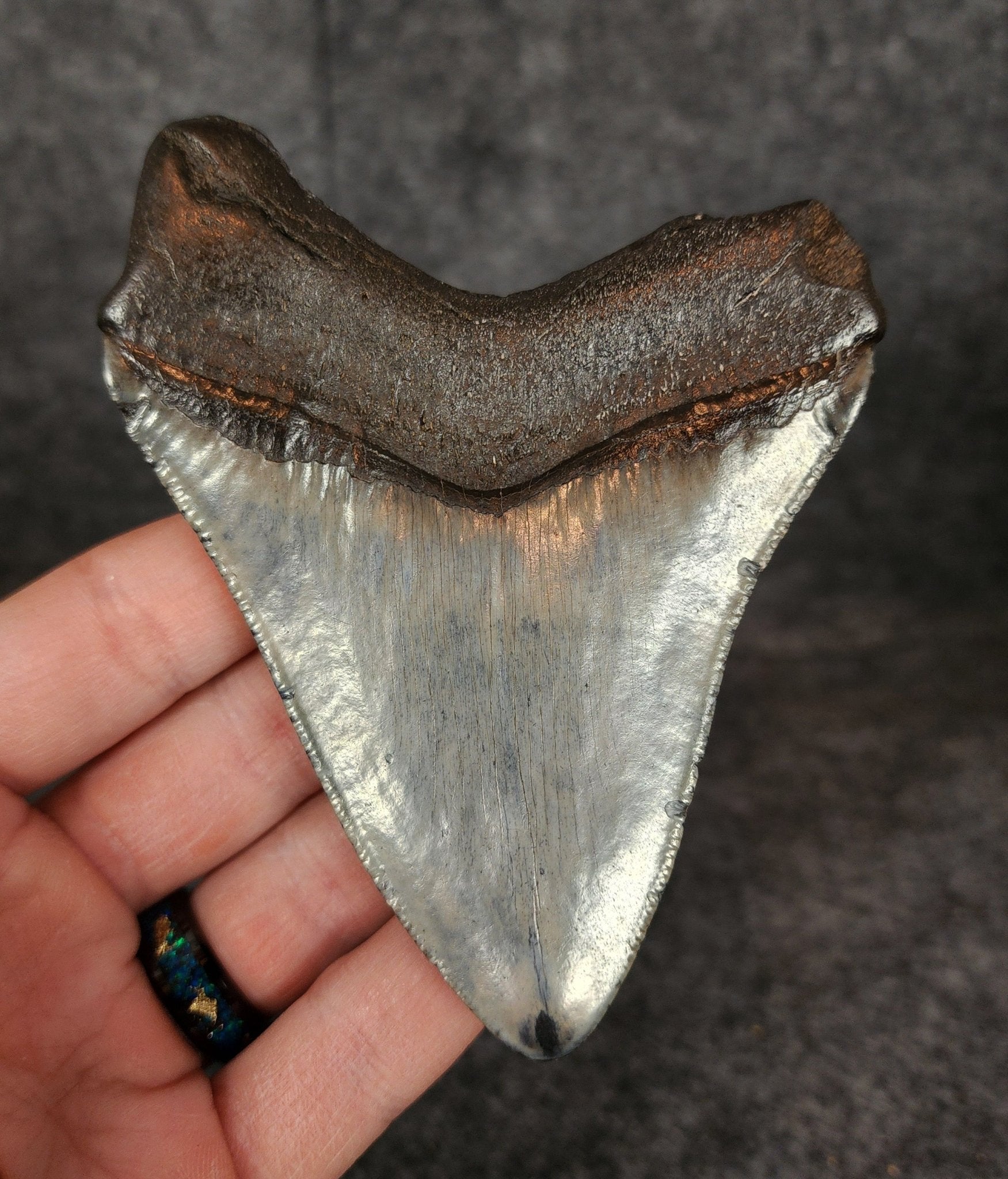 Authentic, 4.24" Fossil Megalodon Tooth - South Carolina - Fossil Driven