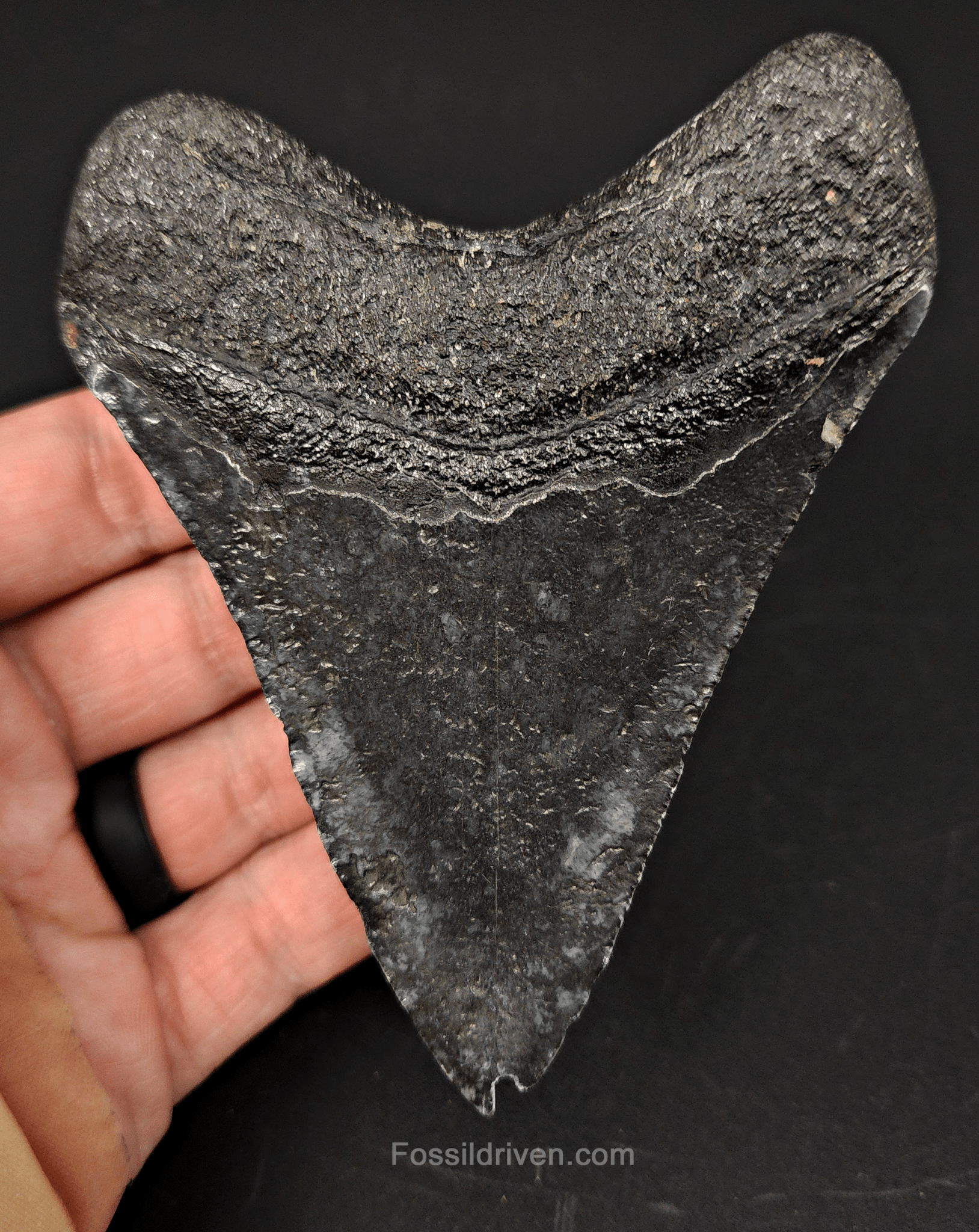 Authentic, 4.24" Fossil Megalodon Tooth - Venice, Florida - Fossil Driven