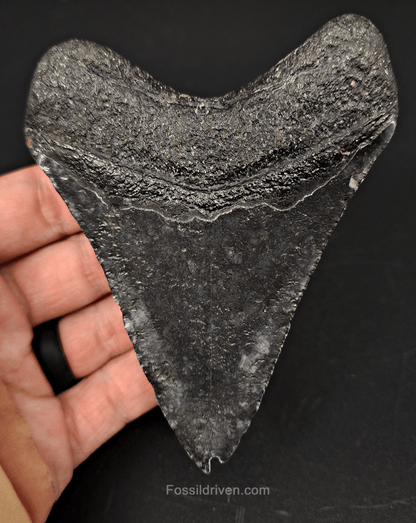 Authentic, 4.24" Fossil Megalodon Tooth - Venice, Florida - Fossil Driven