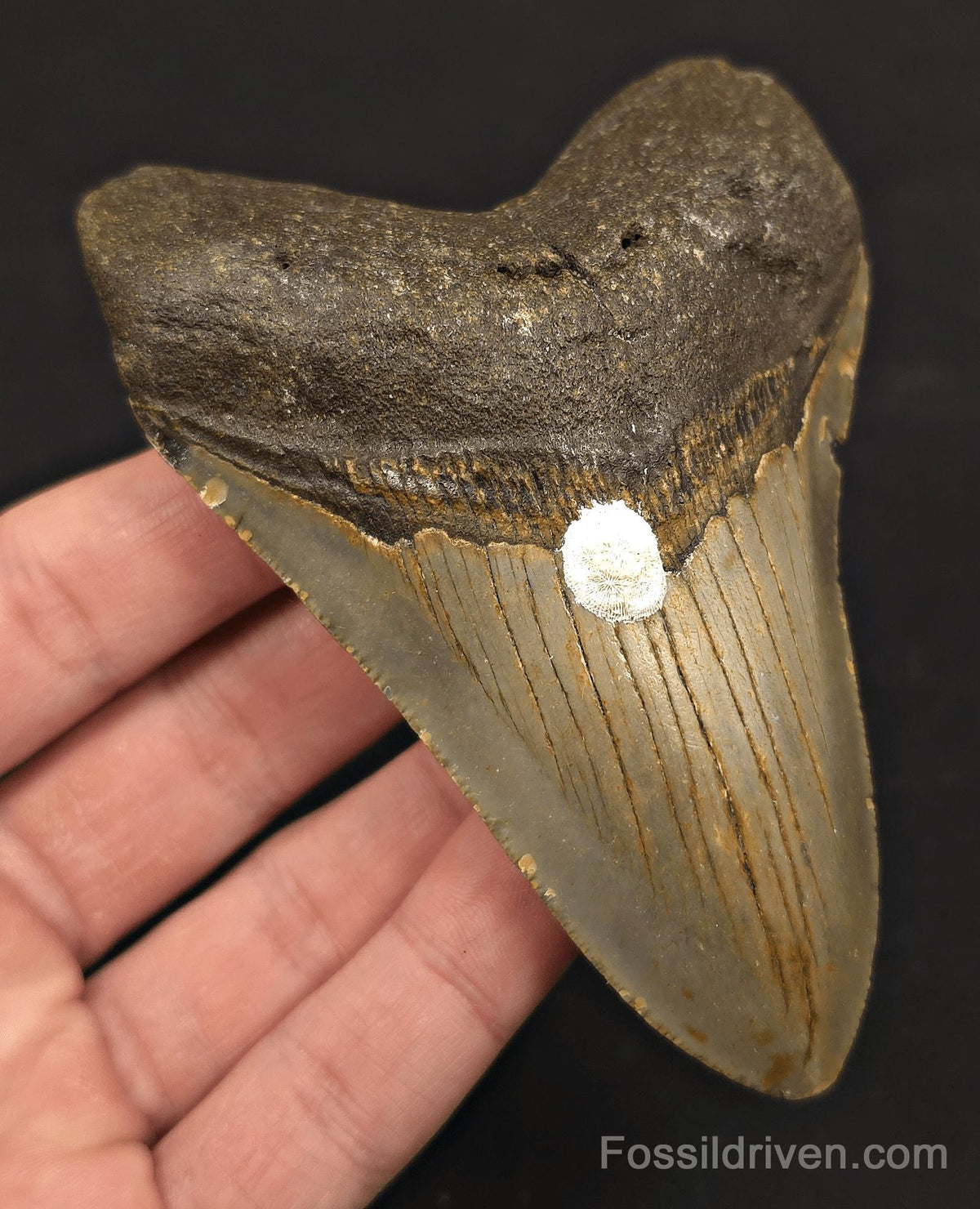 Authentic, 4.26" Fossil Megalodon Tooth - Meg Ledge, North Carolina - Fossil Driven