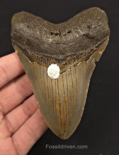 Authentic, 4.26" Fossil Megalodon Tooth - Meg Ledge, North Carolina - Fossil Driven