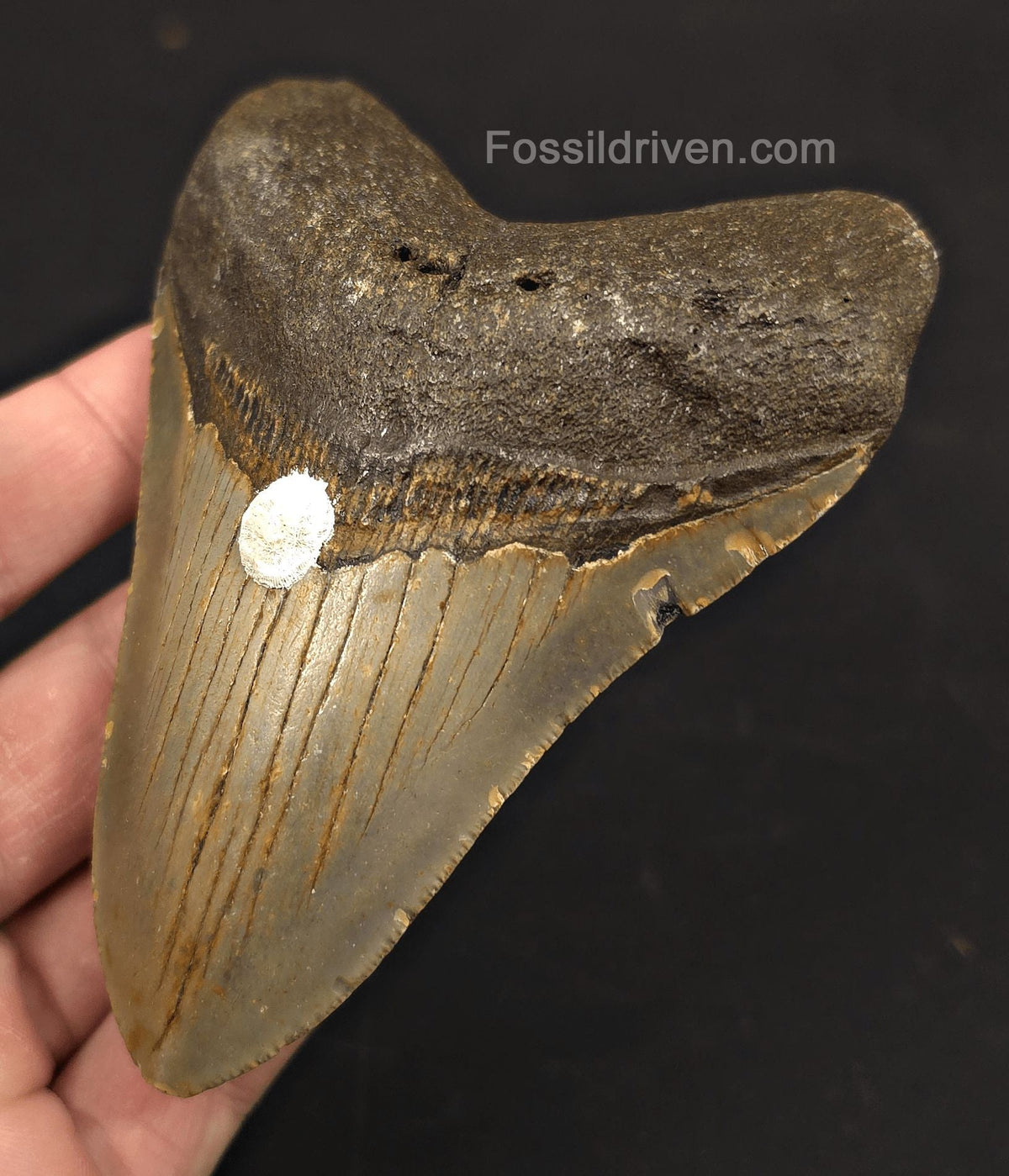 Authentic, 4.26" Fossil Megalodon Tooth - Meg Ledge, North Carolina - Fossil Driven