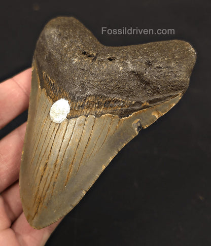 Authentic, 4.26" Fossil Megalodon Tooth - Meg Ledge, North Carolina - Fossil Driven