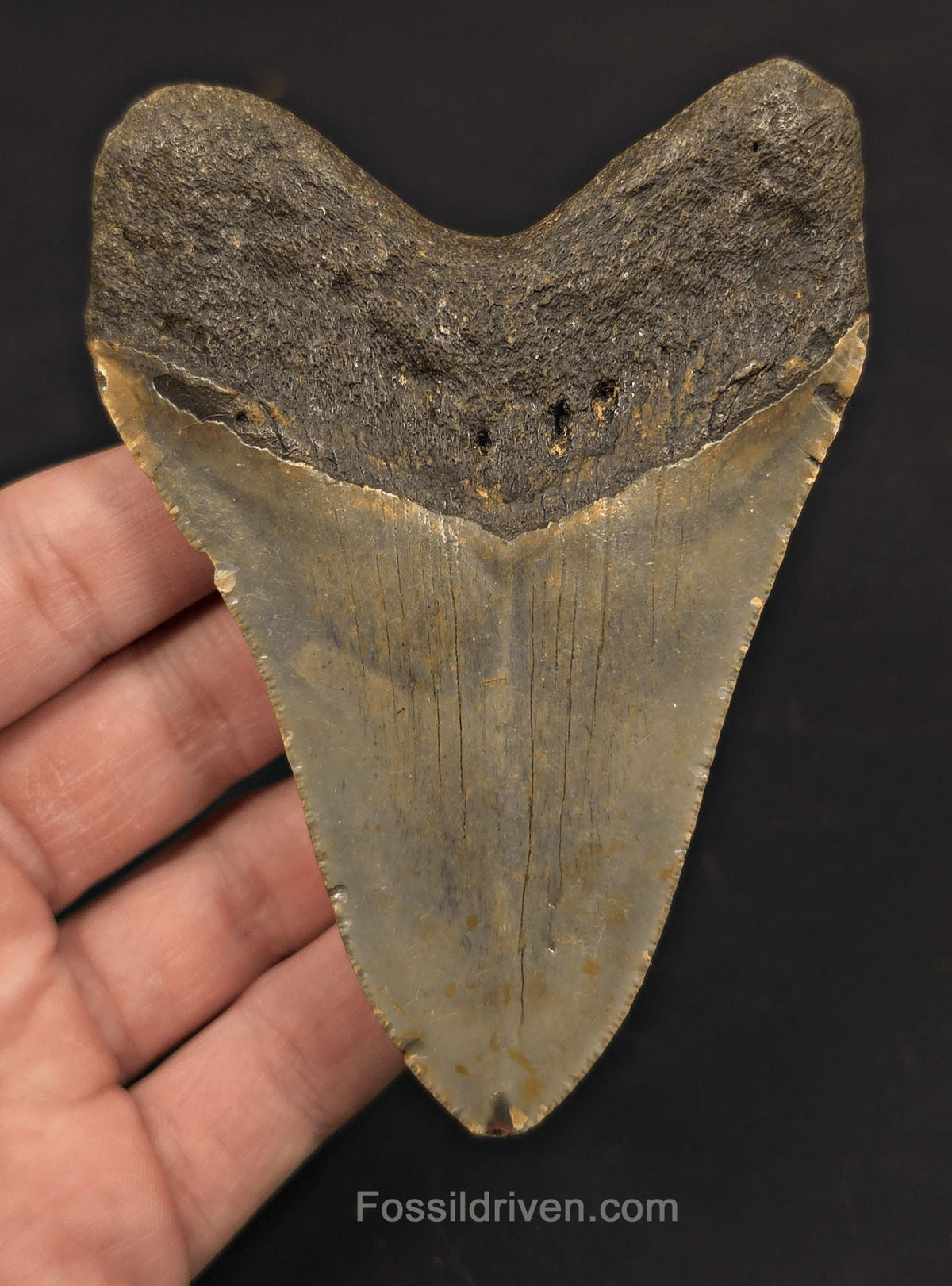 Authentic, 4.26" Fossil Megalodon Tooth - Meg Ledge, North Carolina - Fossil Driven