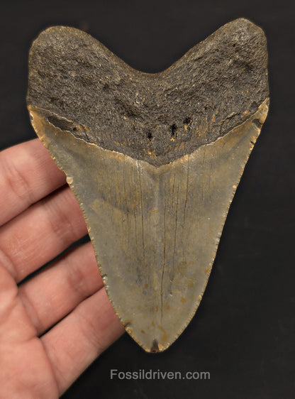 Authentic, 4.26" Fossil Megalodon Tooth - Meg Ledge, North Carolina - Fossil Driven