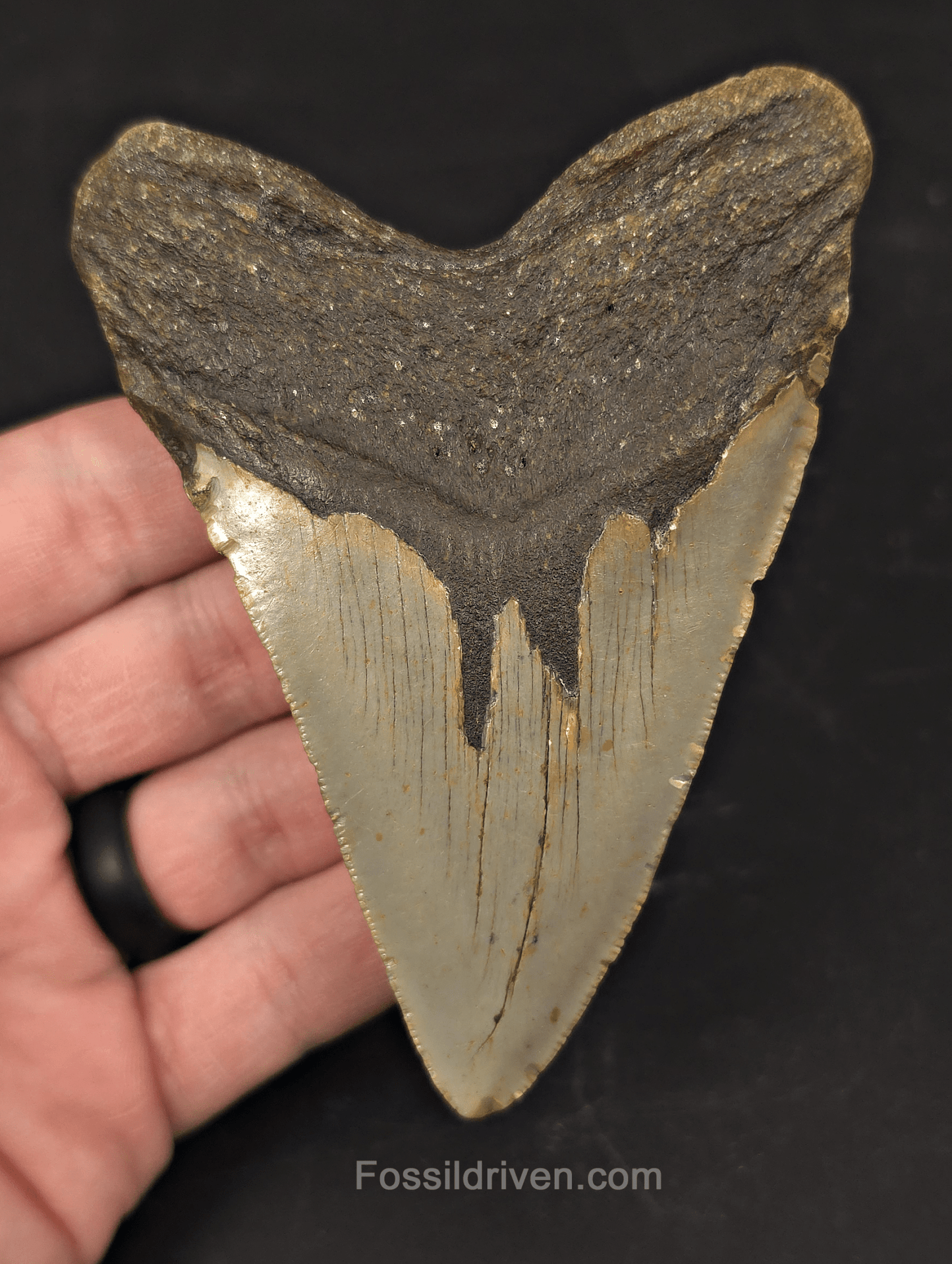 Authentic, 4.29" Fossil Megalodon Tooth - Meg Ledge, North Carolina - Fossil Driven
