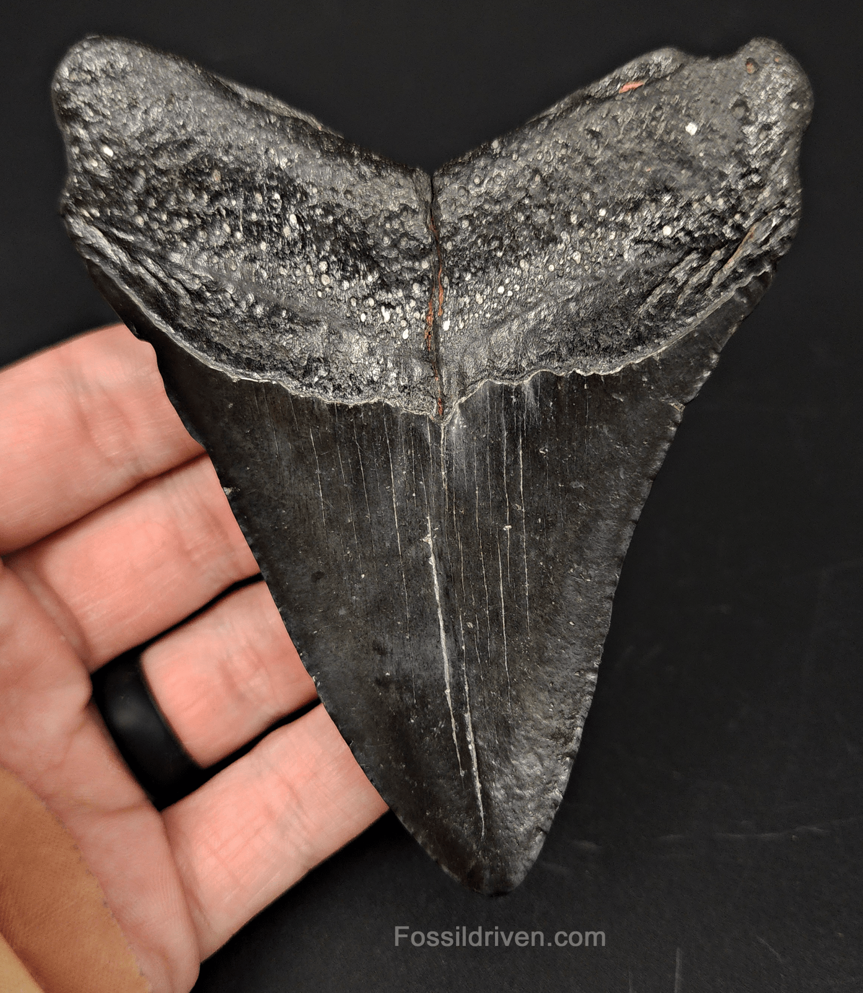 Authentic, 4.29" Fossil Megalodon Tooth - South Carolina - Fossil Driven