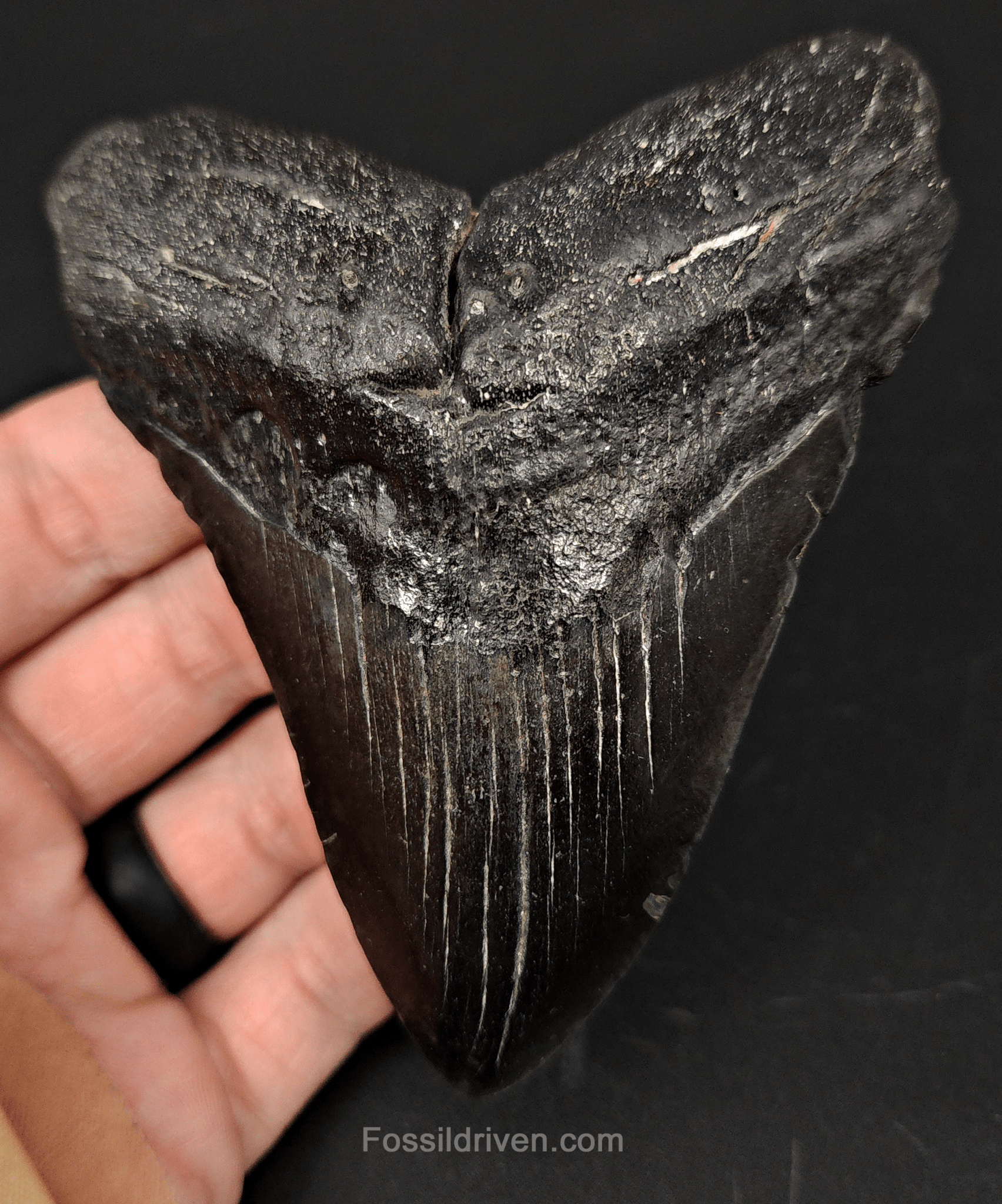 Authentic, 4.29" Fossil Megalodon Tooth - South Carolina - Fossil Driven