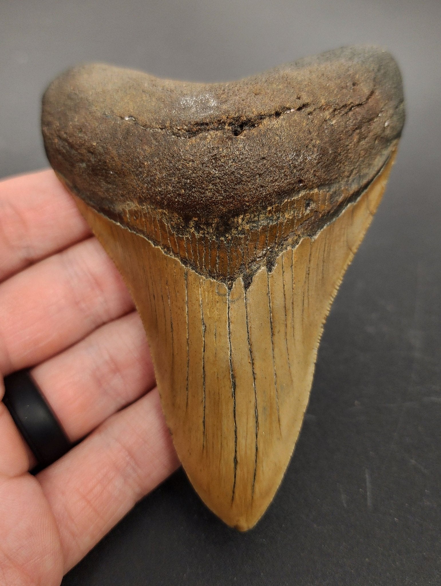 Authentic, 4.30" Fossil Megalodon Tooth - Meg Ledge - Fossil Driven