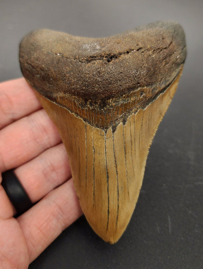 Authentic, 4.30" Fossil Megalodon Tooth - Meg Ledge - Fossil Driven