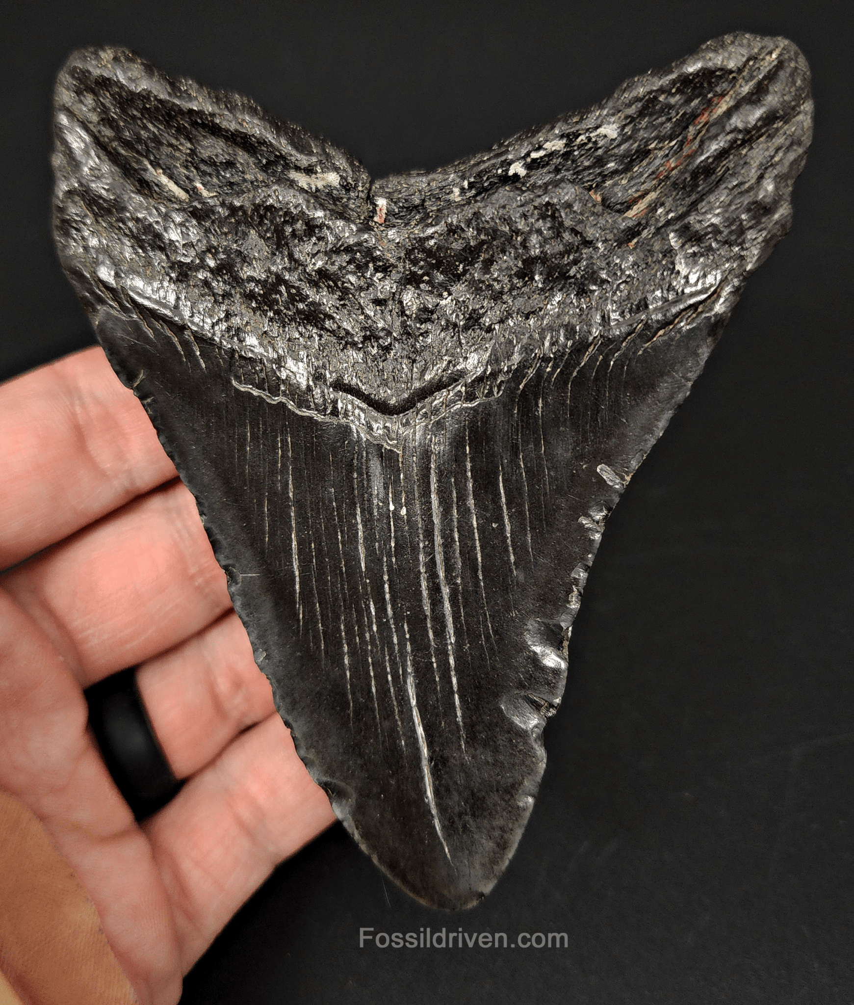 Authentic, 4.31" Fossil Megalodon Tooth - South Carolina - Fossil Driven