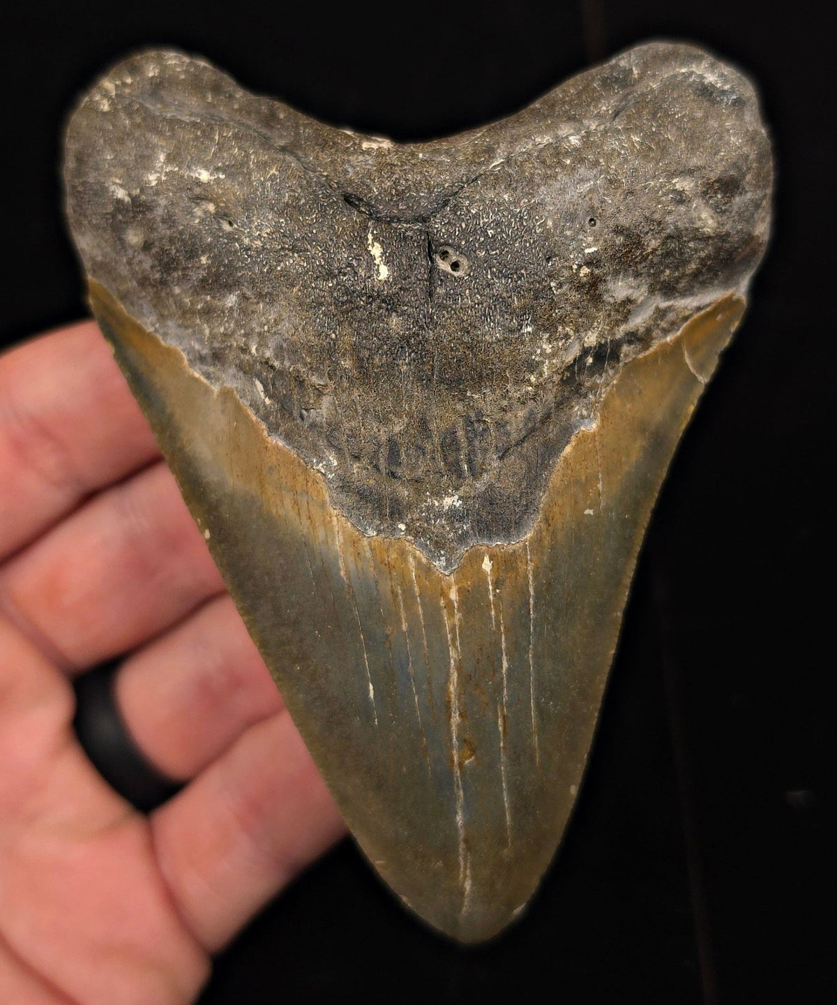 Authentic, 4.32" Fossil Megalodon Tooth - Meg Ledge, North Carolina - Fossil Driven