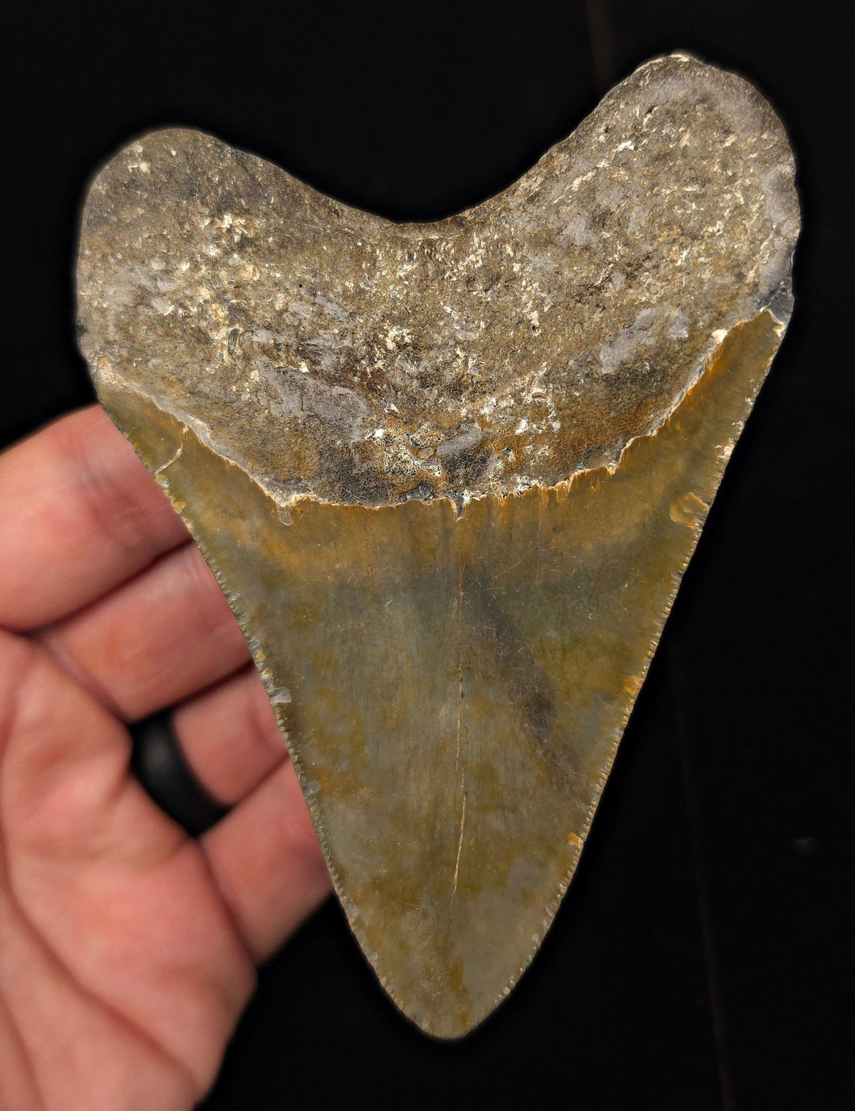 Authentic, 4.32" Fossil Megalodon Tooth - Meg Ledge, North Carolina - Fossil Driven