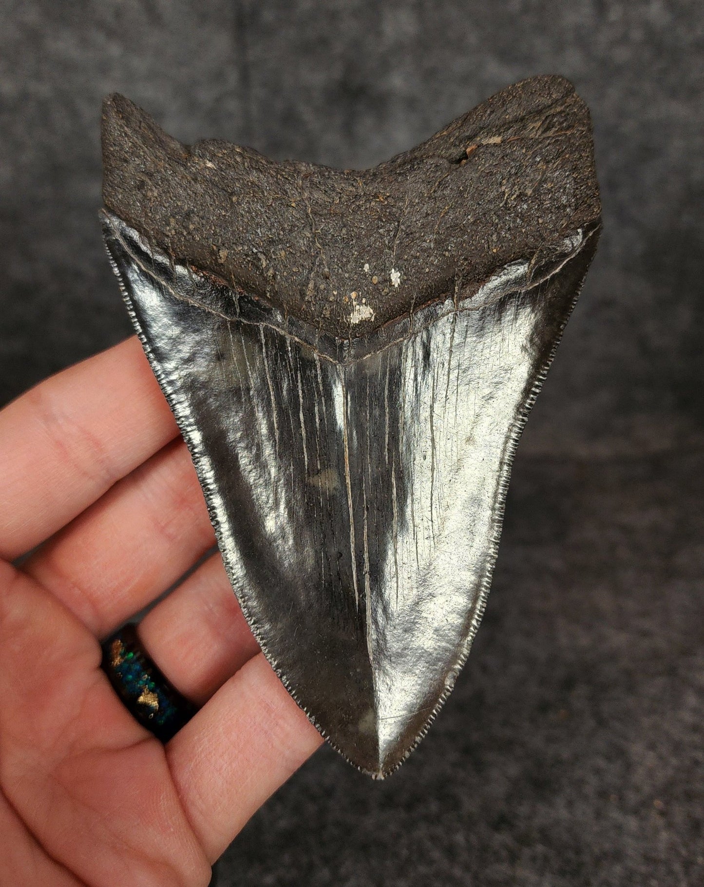 Authentic, 4.33" Fossil Megalodon Tooth - South Carolina - Fossil Driven