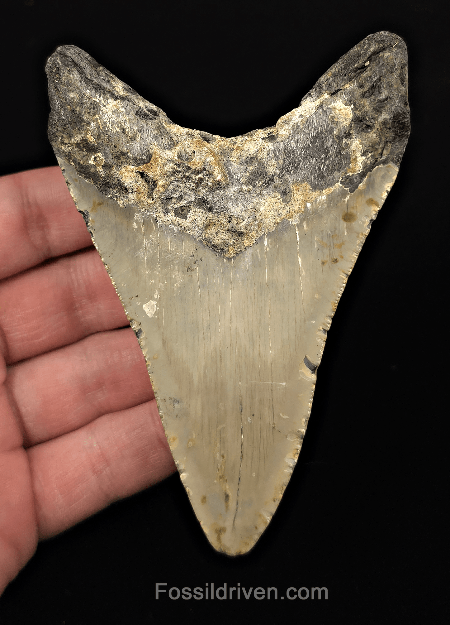 Authentic, 4.34" Fossil Megalodon Tooth - Meg Ledge, North Carolina - Fossil Driven