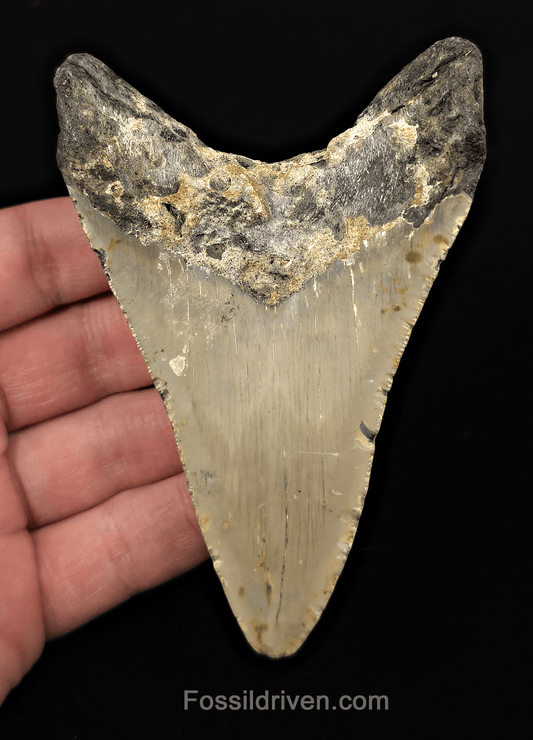 Authentic, 4.34" Fossil Megalodon Tooth - Meg Ledge, North Carolina - Fossil Driven