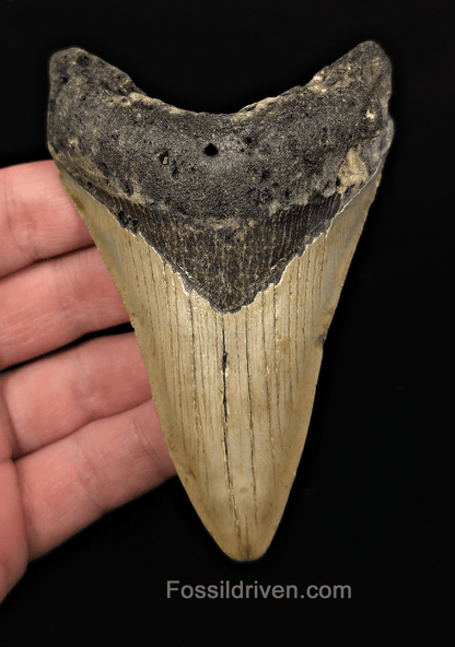 Authentic, 4.34" Fossil Megalodon Tooth - Meg Ledge, North Carolina - Fossil Driven