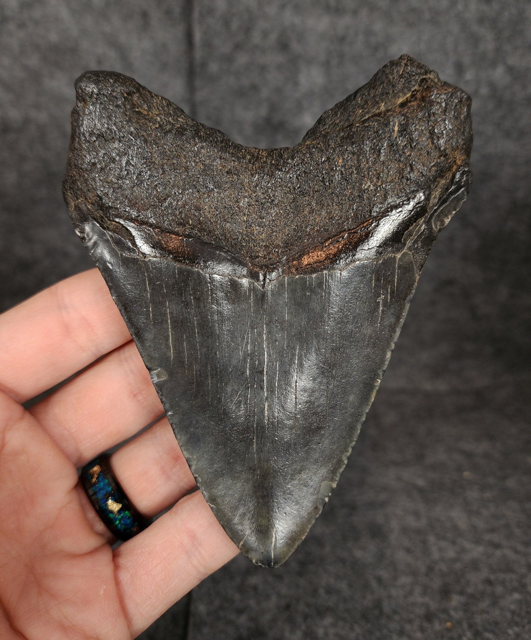 Authentic, 4.35" Fossil Megalodon Tooth - South Carolina - Fossil Driven