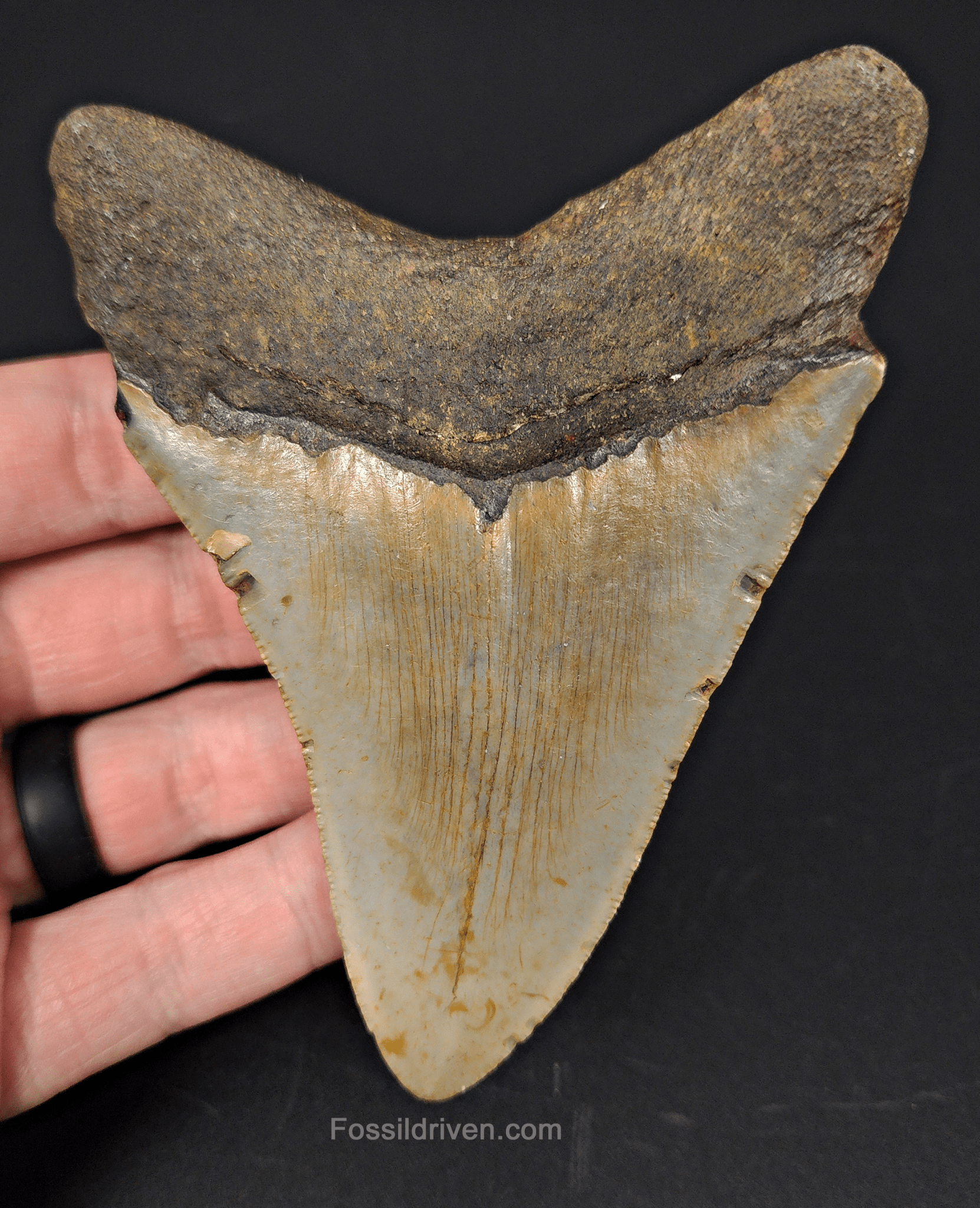 Authentic, 4.36" Fossil Megalodon Tooth - Meg Ledge - Fossil Driven
