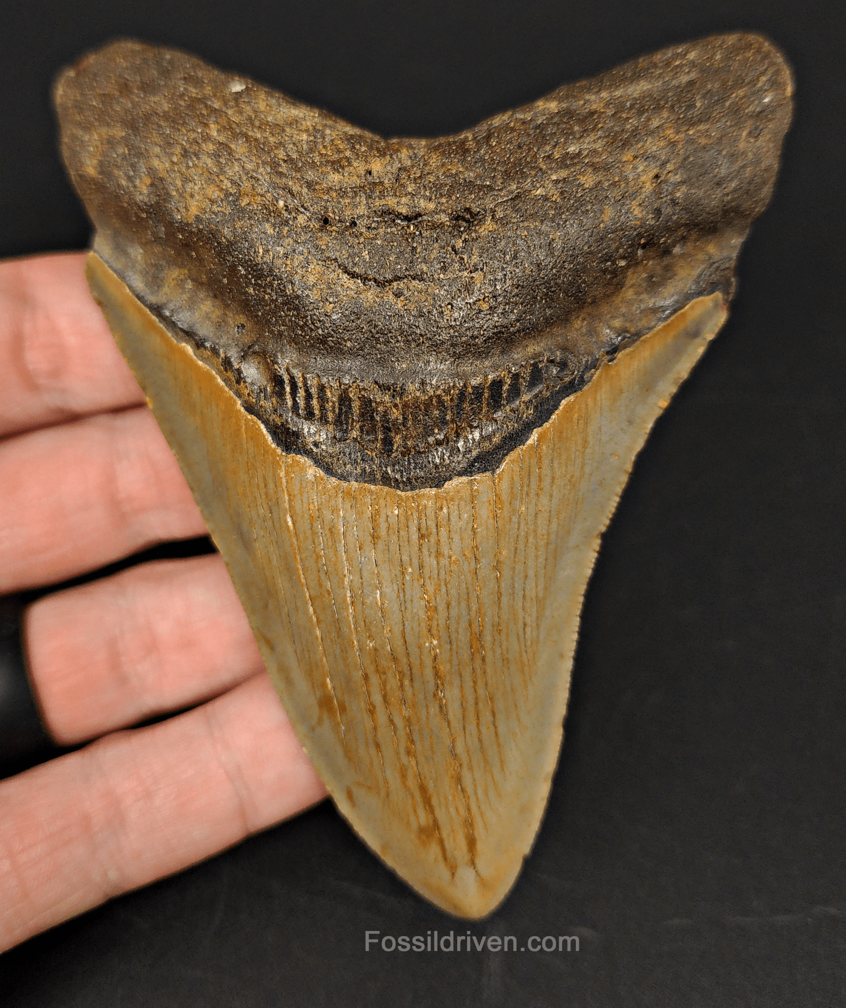 Authentic, 4.36" Fossil Megalodon Tooth - Meg Ledge - Fossil Driven