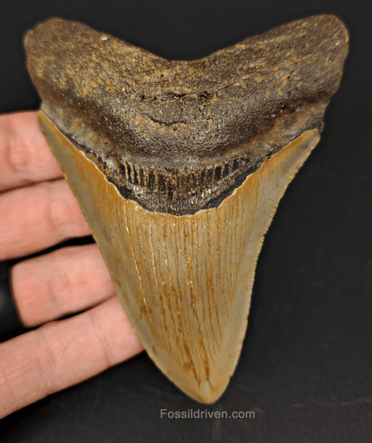 Authentic, 4.36" Fossil Megalodon Tooth - Meg Ledge - Fossil Driven